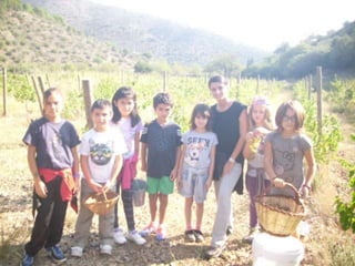 Verema