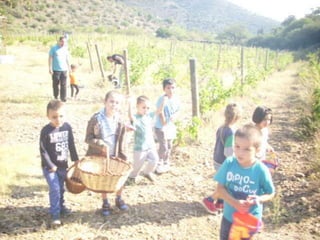 Verema