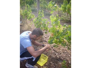 Verema