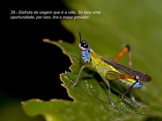 39.- Disfruta da viagem que é a vida. Só tens uma oportunidade, por isso, tira o maior proveito. 