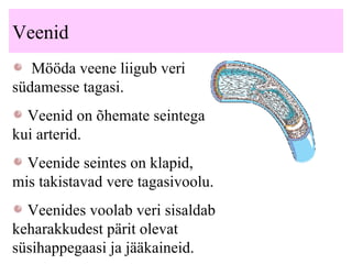 Veenid Mööda veene liigub veri südamesse tagasi.  Veenid on õhemate seintega kui arterid.   Veenide seintes on klapid , mis takistavad vere tagasivoolu.   Veenides voolab veri sisaldab keharakkudest pärit olevat süsihappegaasi ja jääkaineid.   