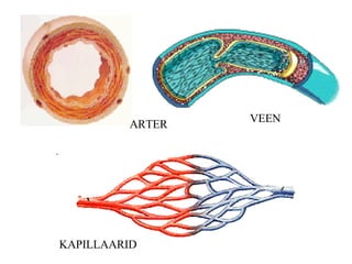 ARTER VEEN KAPILLAARID 