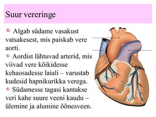 Suur vereringe Algab südame vasakust vatsakesest, mis paiskab vere aorti. Aordist lähtuvad arterid, mis viivad vere kõikidesse kehaosadesse laiali  – varustab kudesid hapnikurikka verega. Südamesse tagasi kantakse veri kahe suure veeni kaudu  – ülemine ja alumine õõnesveen.  