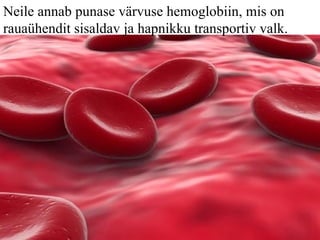 Neile annab punase värvuse hemoglobiin, mis on rauaühendit sisaldav  ja hapnikku transportiv  valk. 