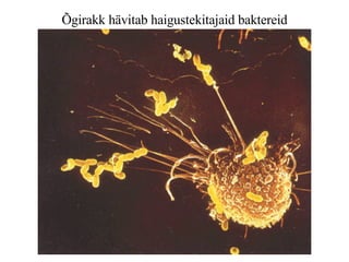 Õgirakk hävitab haigustekitajaid baktereid 