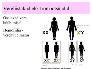 Vereliistakud ehk trombotsüüdid Osalevad vere hüübimisel Hemofiilia - verehüübimatus 