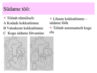 Südame töö: Töötab rütmiliselt: A Kodade kokkutõmme   B Vatsakeste kokkutõmme C  Kogu südame lõtvumine Lihaste kokkutõmme – südame löök  Töötab automaatselt kogu elu 