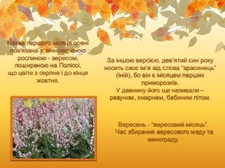 Назва першого місяця осені
пов'язана з вічнозеленою
рослиною - вересом,
поширеною на Поліссі,
що цвіте з серпня і до кінця...