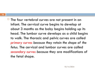 10/14/2024
10
 The four vertebral curves are not present in an
infant. The cervical curve begins to develop at
about 3 months as the baby begins holding up its
head. The lumbar curve develops as a child begins
to walk. The thoracic and pelvic curves are called
primary curves because they retain the shape of the
fetus. The cervical and lumbar curves are called
secondary curves because they are modifications of
the fetal shape.
 