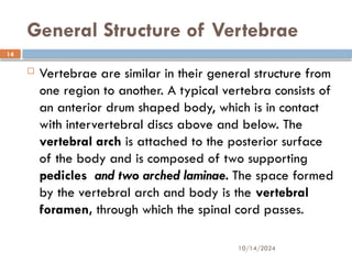 10/14/2024
14
General Structure of Vertebrae
 Vertebrae are similar in their general structure from
one region to another. A typical vertebra consists of
an anterior drum shaped body, which is in contact
with intervertebral discs above and below. The
vertebral arch is attached to the posterior surface
of the body and is composed of two supporting
pedicles and two arched laminae. The space formed
by the vertebral arch and body is the vertebral
foramen, through which the spinal cord passes.
 