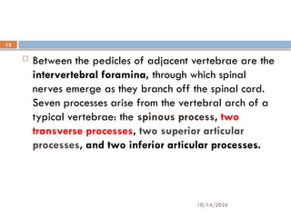 10/14/2024
15
 Between the pedicles of adjacent vertebrae are the
intervertebral foramina, through which spinal
nerves emerge as they branch off the spinal cord.
Seven processes arise from the vertebral arch of a
typical vertebrae: the spinous process, two
transverse processes, two superior articular
processes, and two inferior articular processes.
 
