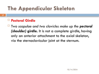 10/14/2024
17
The Appendicular Skeleton
 Pectoral Girdle
 Two scapulae and two clavicles make up the pectoral
(shoulder) girdle. It is not a complete girdle, having
only an anterior attachment to the axial skeleton,
via the sternoclavicular joint at the sternum.
 