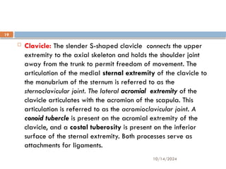 10/14/2024
19
 Clavicle: The slender S-shaped clavicle connects the upper
extremity to the axial skeleton and holds the shoulder joint
away from the trunk to permit freedom of movement. The
articulation of the medial sternal extremity of the clavicle to
the manubrium of the sternum is referred to as the
sternoclavicular joint. The lateral acromial extremity of the
clavicle articulates with the acromion of the scapula. This
articulation is referred to as the acromioclavicular joint. A
conoid tubercle is present on the acromial extremity of the
clavicle, and a costal tuberosity is present on the inferior
surface of the sternal extremity. Both processes serve as
attachments for ligaments.
 