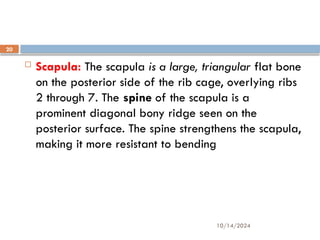 10/14/2024
20
 Scapula: The scapula is a large, triangular flat bone
on the posterior side of the rib cage, overlying ribs
2 through 7. The spine of the scapula is a
prominent diagonal bony ridge seen on the
posterior surface. The spine strengthens the scapula,
making it more resistant to bending
 