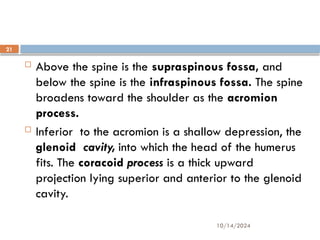 10/14/2024
21
 Above the spine is the supraspinous fossa, and
below the spine is the infraspinous fossa. The spine
broadens toward the shoulder as the acromion
process.
 Inferior to the acromion is a shallow depression, the
glenoid cavity, into which the head of the humerus
fits. The coracoid process is a thick upward
projection lying superior and anterior to the glenoid
cavity.
 