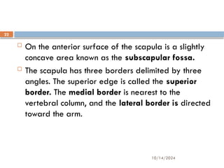10/14/2024
22
 On the anterior surface of the scapula is a slightly
concave area known as the subscapular fossa.
 The scapula has three borders delimited by three
angles. The superior edge is called the superior
border. The medial border is nearest to the
vertebral column, and the lateral border is directed
toward the arm.
 