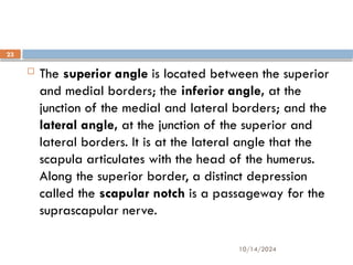 10/14/2024
23
 The superior angle is located between the superior
and medial borders; the inferior angle, at the
junction of the medial and lateral borders; and the
lateral angle, at the junction of the superior and
lateral borders. It is at the lateral angle that the
scapula articulates with the head of the humerus.
Along the superior border, a distinct depression
called the scapular notch is a passageway for the
suprascapular nerve.
 