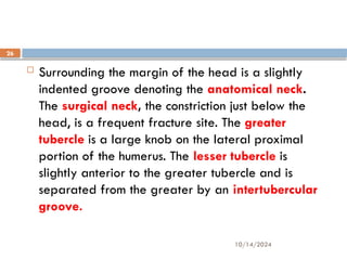 10/14/2024
26
 Surrounding the margin of the head is a slightly
indented groove denoting the anatomical neck.
The surgical neck, the constriction just below the
head, is a frequent fracture site. The greater
tubercle is a large knob on the lateral proximal
portion of the humerus. The lesser tubercle is
slightly anterior to the greater tubercle and is
separated from the greater by an intertubercular
groove.
 