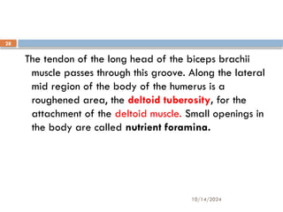 10/14/2024
28
The tendon of the long head of the biceps brachii
muscle passes through this groove. Along the lateral
mid region of the body of the humerus is a
roughened area, the deltoid tuberosity, for the
attachment of the deltoid muscle. Small openings in
the body are called nutrient foramina.
 