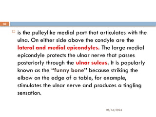 10/14/2024
30
 is the pulleylike medial part that articulates with the
ulna. On either side above the condyle are the
lateral and medial epicondyles. The large medial
epicondyle protects the ulnar nerve that passes
posteriorly through the ulnar sulcus. It is popularly
known as the “funny bone” because striking the
elbow on the edge of a table, for example,
stimulates the ulnar nerve and produces a tingling
sensation.
 