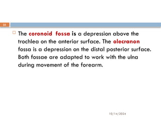 10/14/2024
31
 The coronoid fossa is a depression above the
trochlea on the anterior surface. The olecranon
fossa is a depression on the distal posterior surface.
Both fossae are adapted to work with the ulna
during movement of the forearm.
 