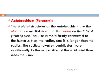 10/14/2024
33
 Antebrachium (Forearm):
 The skeletal structures of the antebrachium are the
ulna on the medial side and the radius on the lateral
(thumb) side The ulna is more firmly connected to
the humerus than the radius, and it is longer than the
radius. The radius, however, contributes more
significantly to the articulation at the wrist joint than
does the ulna.
 