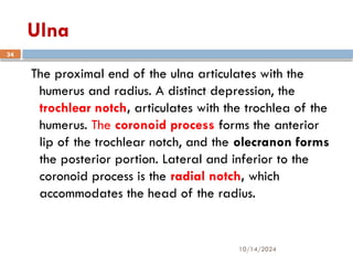 10/14/2024
34
Ulna
The proximal end of the ulna articulates with the
humerus and radius. A distinct depression, the
trochlear notch, articulates with the trochlea of the
humerus. The coronoid process forms the anterior
lip of the trochlear notch, and the olecranon forms
the posterior portion. Lateral and inferior to the
coronoid process is the radial notch, which
accommodates the head of the radius.
 
