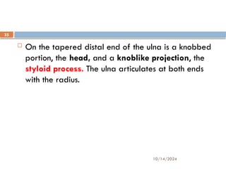 10/14/2024
35
 On the tapered distal end of the ulna is a knobbed
portion, the head, and a knoblike projection, the
styloid process. The ulna articulates at both ends
with the radius.
 