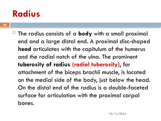 10/14/2024
36
Radius
 The radius consists of a body with a small proximal
end and a large distal end. A proximal disc-shaped
head articulates with the capitulum of the humerus
and the radial notch of the ulna. The prominent
tuberosity of radius (radial tuberosity), for
attachment of the biceps brachii muscle, is located
on the medial side of the body, just below the head.
On the distal end of the radius is a double-faceted
surface for articulation with the proximal carpal
bones.
 