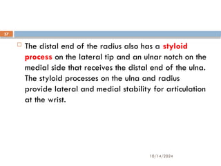 10/14/2024
37
 The distal end of the radius also has a styloid
process on the lateral tip and an ulnar notch on the
medial side that receives the distal end of the ulna.
The styloid processes on the ulna and radius
provide lateral and medial stability for articulation
at the wrist.
 