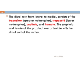 10/14/2024
40
 The distal row, from lateral to medial, consists of the
trapezium (greater multangular), trapezoid (lesser
multangular), capitate, and hamate. The scaphoid
and lunate of the proximal row articulate with the
distal end of the radius.
 