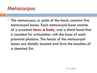 10/14/2024
41
Metacarpus
 The metacarpus, or palm of the hand, contains five
metacarpal bones. Each metacarpal bone consists
of a proximal base, a body, and a distal head that
is rounded for articulation with the base of each
proximal phalanx. The heads of the metacarpal
bones are distally located and form the knuckles of
a clenched fist.
 