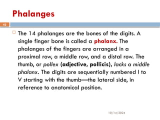 10/14/2024
42
Phalanges
 The 14 phalanges are the bones of the digits. A
single finger bone is called a phalanx. The
phalanges of the fingers are arranged in a
proximal row, a middle row, and a distal row. The
thumb, or pollex (adjective, pollicis), lacks a middle
phalanx. The digits are sequentially numbered I to
V starting with the thumb—the lateral side, in
reference to anatomical position.
 