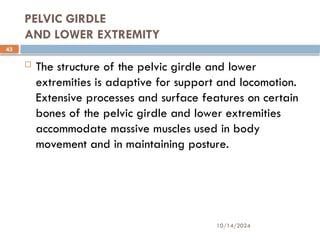 10/14/2024
43
PELVIC GIRDLE
AND LOWER EXTREMITY
 The structure of the pelvic girdle and lower
extremities is adaptive for support and locomotion.
Extensive processes and surface features on certain
bones of the pelvic girdle and lower extremities
accommodate massive muscles used in body
movement and in maintaining posture.
 