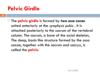 10/14/2024
44
Pelvic Girdle
 The pelvic girdle is formed by two ossa coxae
united anteriorly at the symphysis pubis . It is
attached posteriorly to the sacrum of the vertebral
column. The sacrum, a bone of the axial skeleton,
The deep, basin like structure formed by the ossa
coxae, together with the sacrum and coccyx, is
called the pelvis.
 
