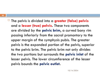 10/14/2024
45
 The pelvis is divided into a greater (false) pelvis
and a lesser (true) pelvis. These two components
are divided by the pelvic brim, a curved bony rim
passing inferiorly from the sacral promontory to the
upper margin of the symphysis pubis. The greater
pelvis is the expanded portion of the pelvis, superior
to the pelvic brim. The pelvic brim not only divides
the two portions but surrounds the pelvic inlet of the
lesser pelvis. The lower circumference of the lesser
pelvis bounds the pelvic outlet.
 