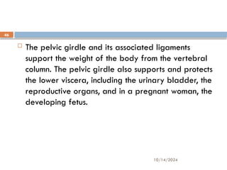 10/14/2024
46
 The pelvic girdle and its associated ligaments
support the weight of the body from the vertebral
column. The pelvic girdle also supports and protects
the lower viscera, including the urinary bladder, the
reproductive organs, and in a pregnant woman, the
developing fetus.
 