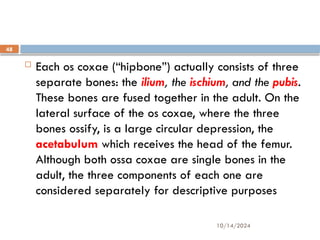 10/14/2024
48
 Each os coxae (“hipbone”) actually consists of three
separate bones: the ilium, the ischium, and the pubis.
These bones are fused together in the adult. On the
lateral surface of the os coxae, where the three
bones ossify, is a large circular depression, the
acetabulum which receives the head of the femur.
Although both ossa coxae are single bones in the
adult, the three components of each one are
considered separately for descriptive purposes
 