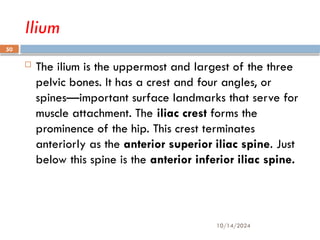 10/14/2024
50
Ilium
 The ilium is the uppermost and largest of the three
pelvic bones. It has a crest and four angles, or
spines—important surface landmarks that serve for
muscle attachment. The iliac crest forms the
prominence of the hip. This crest terminates
anteriorly as the anterior superior iliac spine. Just
below this spine is the anterior inferior iliac spine.
 