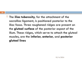 10/14/2024
53
 The iliac tuberosity, for the attachment of the
sacroiliac ligament, is positioned posterior to the
iliac fossa. Three roughened ridges are present on
the gluteal surface of the posterior aspect of the
ilium. These ridges, which serve to attach the gluteal
muscles, are the inferior, anterior, and posterior
gluteal lines
 