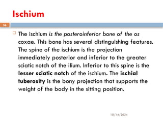10/14/2024
56
Ischium
 The ischium is the posteroinferior bone of the os
coxae. This bone has several distinguishing features.
The spine of the ischium is the projection
immediately posterior and inferior to the greater
sciatic notch of the ilium. Inferior to this spine is the
lesser sciatic notch of the ischium. The ischial
tuberosity is the bony projection that supports the
weight of the body in the sitting position.
 