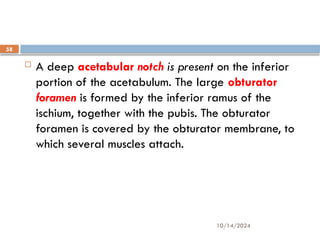 10/14/2024
58
 A deep acetabular notch is present on the inferior
portion of the acetabulum. The large obturator
foramen is formed by the inferior ramus of the
ischium, together with the pubis. The obturator
foramen is covered by the obturator membrane, to
which several muscles attach.
 