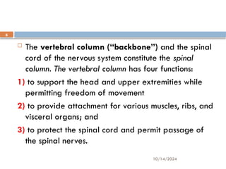 10/14/2024
6
 The vertebral column (“backbone”) and the spinal
cord of the nervous system constitute the spinal
column. The vertebral column has four functions:
1) to support the head and upper extremities while
permitting freedom of movement
2) to provide attachment for various muscles, ribs, and
visceral organs; and
3) to protect the spinal cord and permit passage of
the spinal nerves.
 