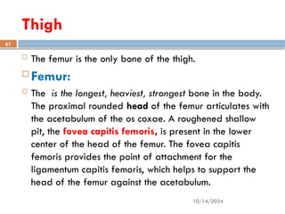 10/14/2024
61
Thigh
 The femur is the only bone of the thigh.
 Femur:
 The is the longest, heaviest, strongest bone in the body.
The proximal rounded head of the femur articulates with
the acetabulum of the os coxae. A roughened shallow
pit, the fovea capitis femoris, is present in the lower
center of the head of the femur. The fovea capitis
femoris provides the point of attachment for the
ligamentum capitis femoris, which helps to support the
head of the femur against the acetabulum.
 
