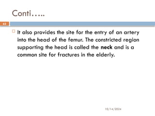 10/14/2024
62
Conti…..
 It also provides the site for the entry of an artery
into the head of the femur. The constricted region
supporting the head is called the neck and is a
common site for fractures in the elderly.
 