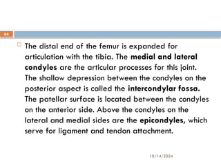 10/14/2024
64
 The distal end of the femur is expanded for
articulation with the tibia. The medial and lateral
condyles are the articular processes for this joint.
The shallow depression between the condyles on the
posterior aspect is called the intercondylar fossa.
The patellar surface is located between the condyles
on the anterior side. Above the condyles on the
lateral and medial sides are the epicondyles, which
serve for ligament and tendon attachment.
 
