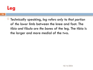 10/14/2024
70
Leg
 Technically speaking, leg refers only to that portion
of the lower limb between the knee and foot. The
tibia and fibula are the bones of the leg. The tibia is
the larger and more medial of the two.
 