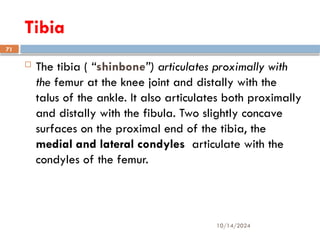 10/14/2024
71
Tibia
 The tibia ( “shinbone”) articulates proximally with
the femur at the knee joint and distally with the
talus of the ankle. It also articulates both proximally
and distally with the fibula. Two slightly concave
surfaces on the proximal end of the tibia, the
medial and lateral condyles articulate with the
condyles of the femur.
 