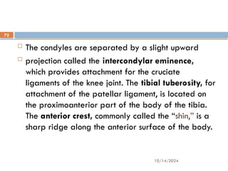 10/14/2024
72
 The condyles are separated by a slight upward
 projection called the intercondylar eminence,
which provides attachment for the cruciate
ligaments of the knee joint. The tibial tuberosity, for
attachment of the patellar ligament, is located on
the proximoanterior part of the body of the tibia.
The anterior crest, commonly called the “shin,” is a
sharp ridge along the anterior surface of the body.
 