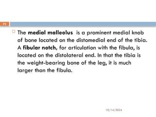 10/14/2024
73
 The medial malleolus is a prominent medial knob
of bone located on the distomedial end of the tibia.
A fibular notch, for articulation with the fibula, is
located on the distolateral end. In that the tibia is
the weight-bearing bone of the leg, it is much
larger than the fibula.
 